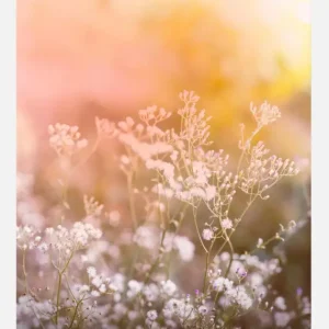 A Beautiful Summer Evening Canvasprint (30x40 cm) Certifié