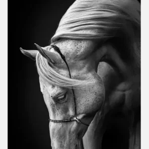 Top Vente White Stallion Canvasprint (30x40 cm)