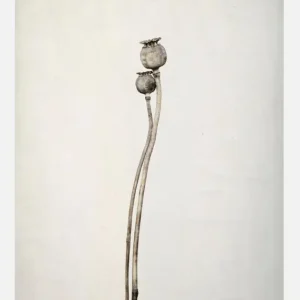 Two Old Poppies Canvasprint (30x40 cm) Nouvelle Collection