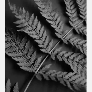 Black Fern Canvasprint (30x40 cm) Marque
