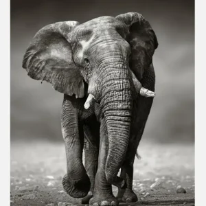 Walking Elephant Canvasprint (30x40 cm) Vente Directe