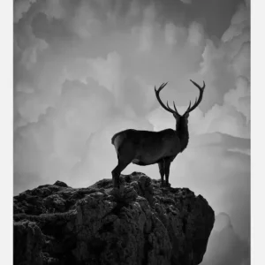 Acheter Direct Black And White Deer Canvasprint (30x40 cm)