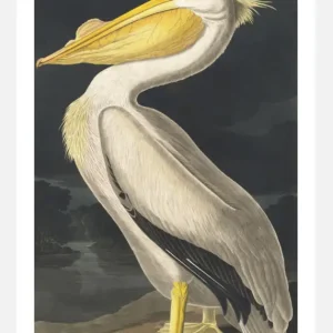 American White Pelican Canvasprint (30x40 cm) Meilleur Choix