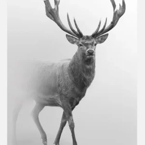 Black And White Red Deer Canvasprint (30x40 cm) Nouvel Arrivage
