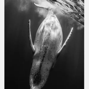 Black A Whale Canvasprint (30x40 cm) Remise