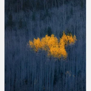 Acheter Direct Heart Of Aspens Canvasprint (30x40 cm)
