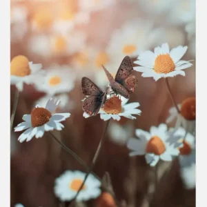 Two Butterflies Canvasprint (30x40 cm) Retour Gratuit