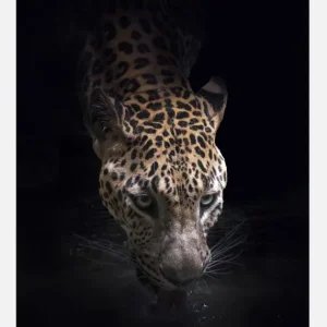 Achetez Aujourd’hui Drinking Canvasprint (30x40 cm)