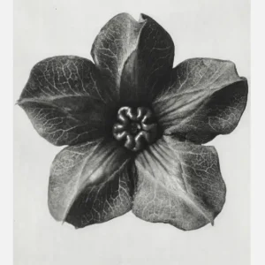 Usine Directe Grey Flower III Canvasprint (30x40 cm)