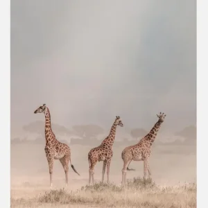 Weathering The Amboseli Dust Devils Canvasprint (30x40 cm) Nouveauté