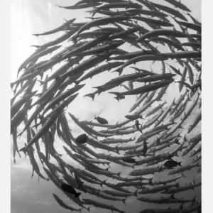 Barracuda Tornado Canvasprint (30x40 cm) Populaire