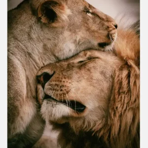 Vente Directe What Is Love Canvasprint (30x40 cm)