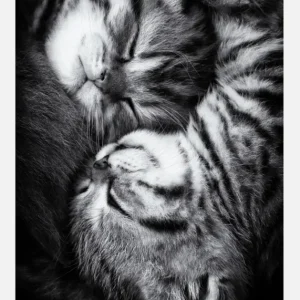 Yin And Yang Canvasprint (30x40 cm) Commande En Gros