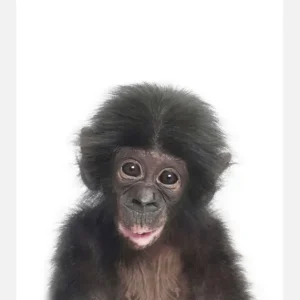 Top Vente Baby Monkey Canvasprint (30x40 cm)