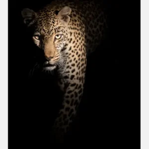 Acheter En Ligne Out Of The Darkness Canvasprint (30x40 cm)