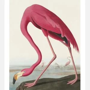 American Flamingo Canvasprint (30x40 cm) Promotion