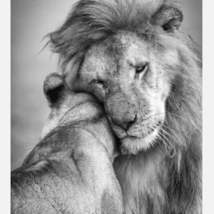 African Love! Canvasprint (30x40 cm) Commande En Gros