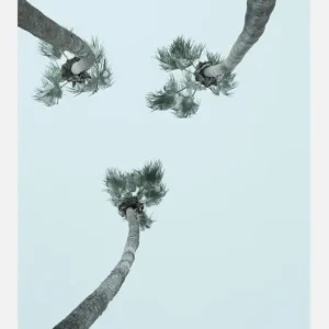 Achetez Aujourd’hui My Mint Moment Canvasprint (30x40 cm)