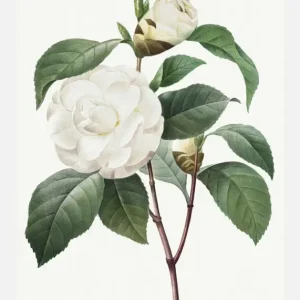 White Rose Canvasprint (30x40 cm) Offre Exclusive