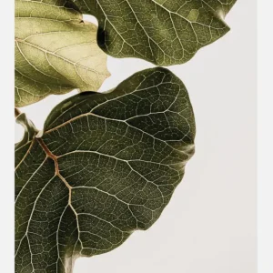 Affaire À Saisir Abutifolia No1 Canvasprint (30x40 cm)