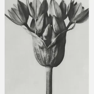 Achat Immédiat Grey Flower Canvasprint (30x40 cm)