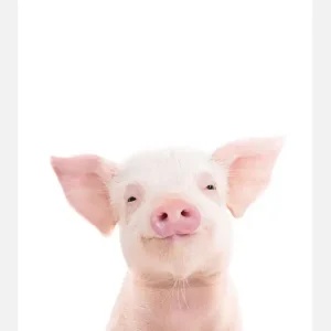 Baby Pig Canvasprint (30x40 cm) Remise