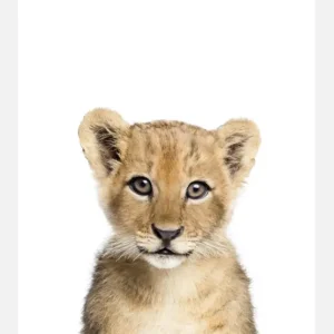 Baby Lion Canvasprint (30x40 cm) Affaire À Saisir