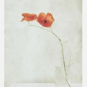 Two Poppies In A Bottle Canvasprint (30x40 cm) Offre Spéciale