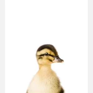 Baby Duck Canvasprint (30x40 cm) Jusqu’à Épuisement Des Stocks