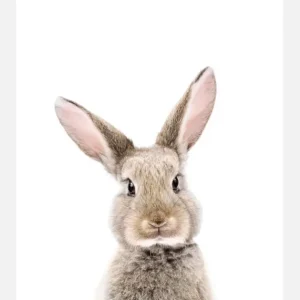 Baby Rabbit Canvasprint (30x40 cm) Authentique