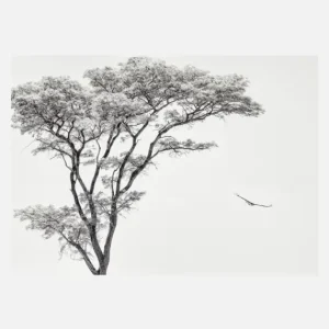 The African Eagle Canvasprint (30x40 cm) Nouveauté